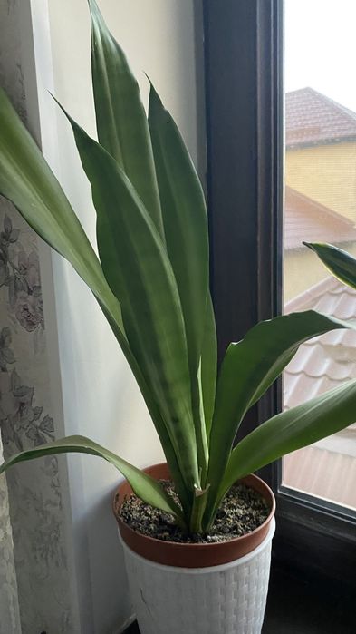 сансивиерия разные