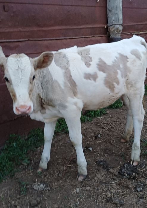 Продам телочку, от молочной коровы.