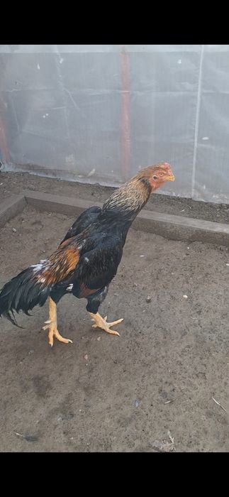 Бойцов, дакан. Шамо