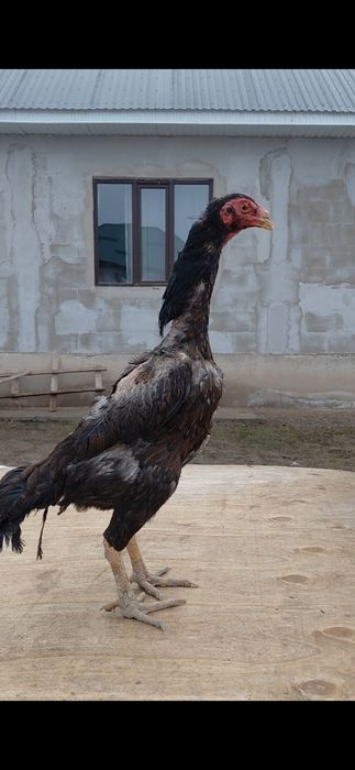 Дакан жас тауықтар  сатылады