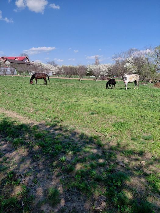 Iapa de 10 ani cu manza de 6 săptămâni de vânzare