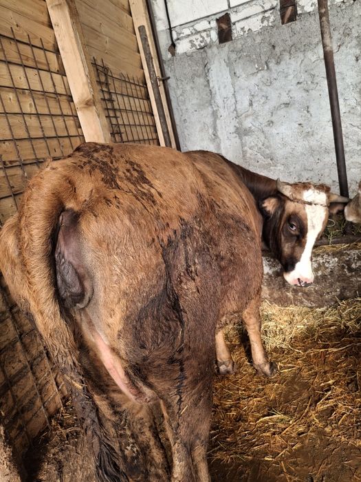 Vaca și junica de vânzare