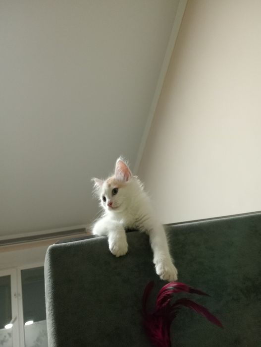 Отдам котенка Ласковый