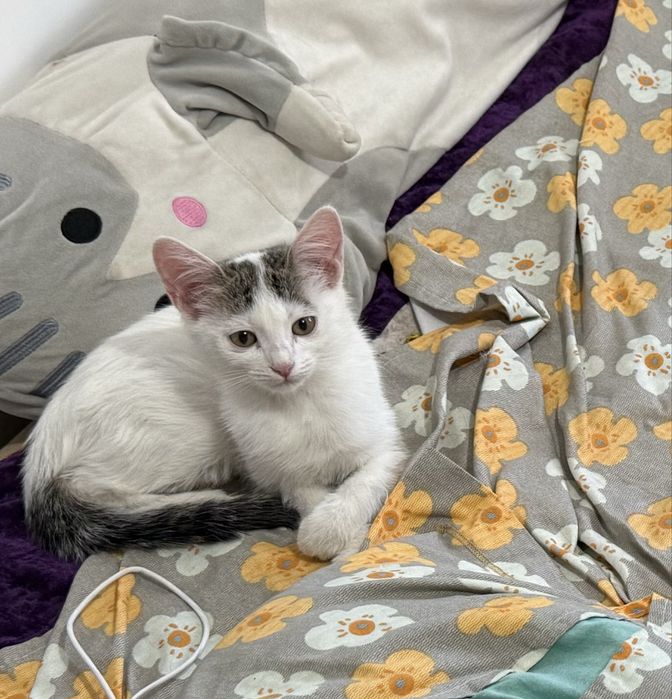 Бесплатная домашная кошка