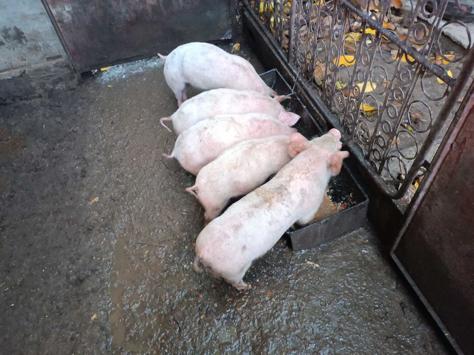 800 лева на куп,5 бройки 19-20 кг,Малки прасета,отбити,ваксина