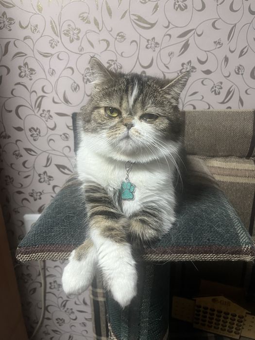 Кошка ищет жениха