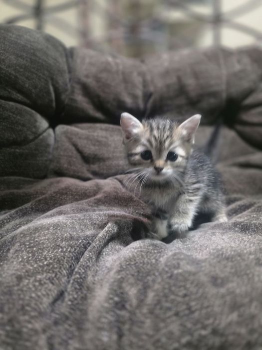 Продаётся котёнок шиншила