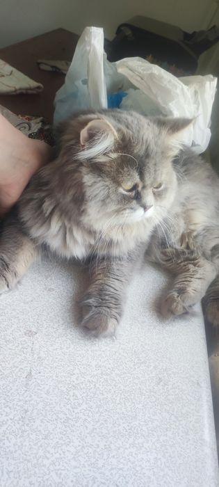 Mushuk 8 oylik sotiladi narxini kelishamiz 1mln deyabmiz