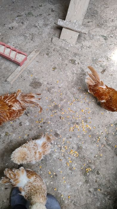 Familii paduana chamois frezat