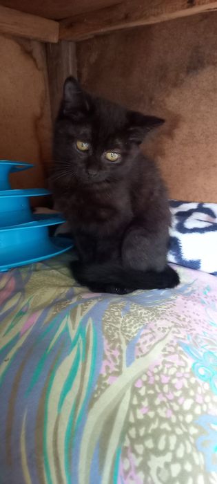 Котята ищут дом.