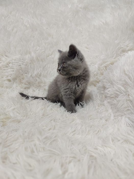 Продам Шотландских котят