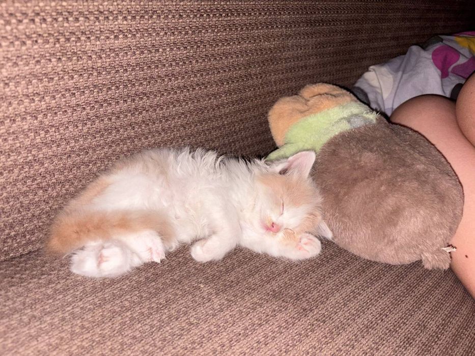 котенок девочка