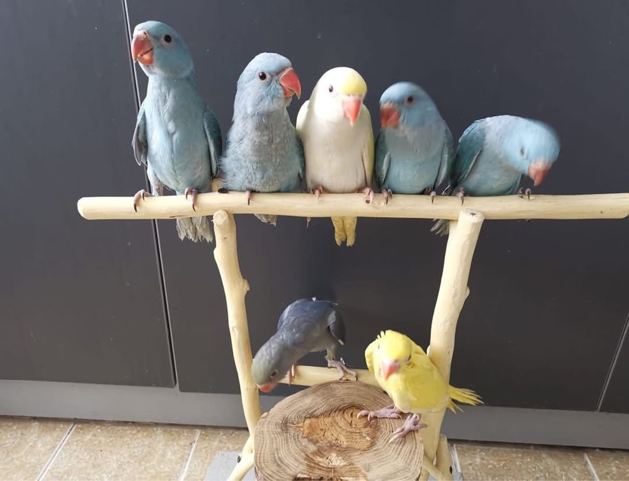 Papagali vorbitori pui blanzi Micul Alexandru Alexander