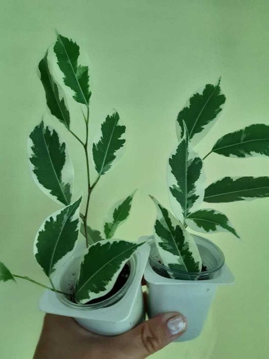 Фикус, гибискус, традесканция