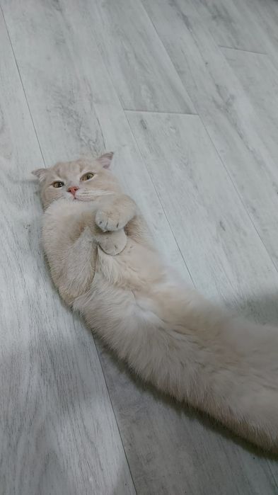 Отдам бесплатно кота