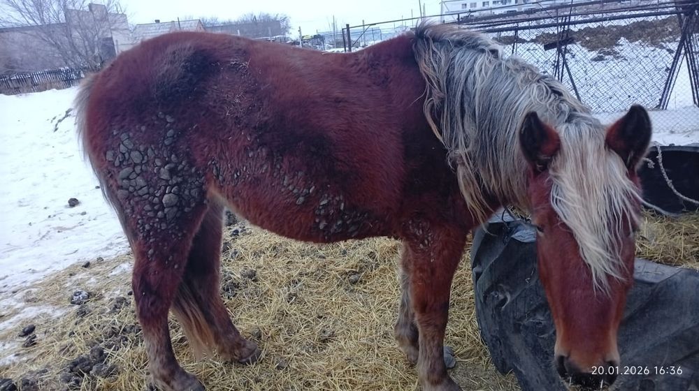 Продам кобылу. На откорме.