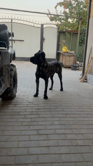 Вязка Кане-Корсо