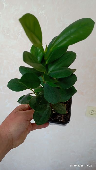 Продам, фикус макломе