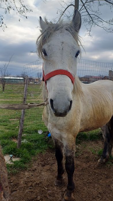 Cal de vânzare sau schimb