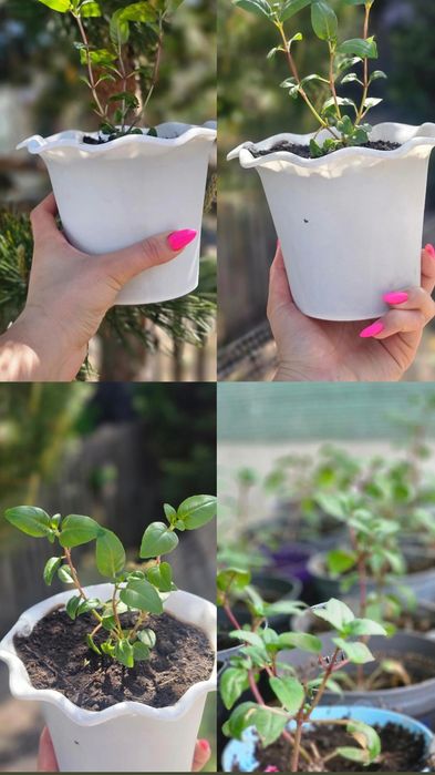 В продаже фуксия