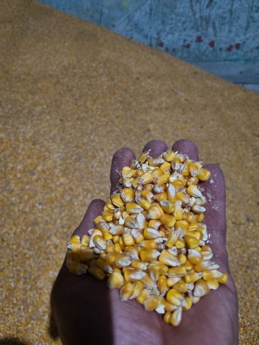 Porumb boabe de vânzare