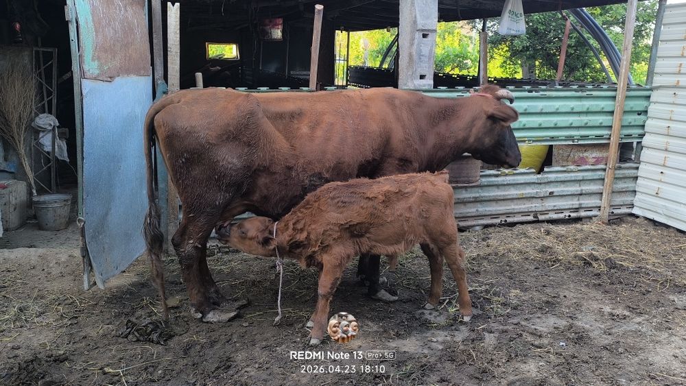 Сигирларни сотамиз келишилган ҳолда