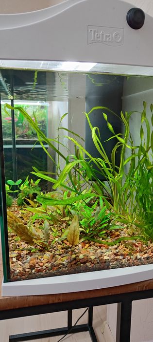 Аквариум Tetra 60 литров