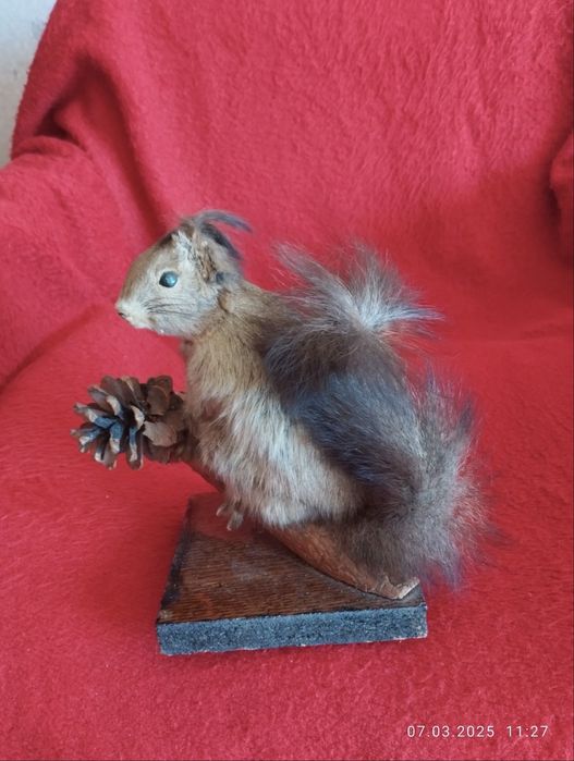 Продавам препарирана катерица