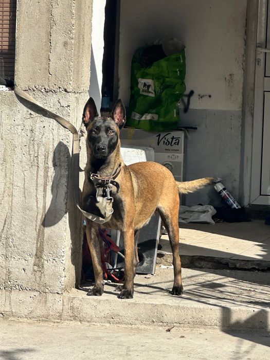 Белгийска Овчарка