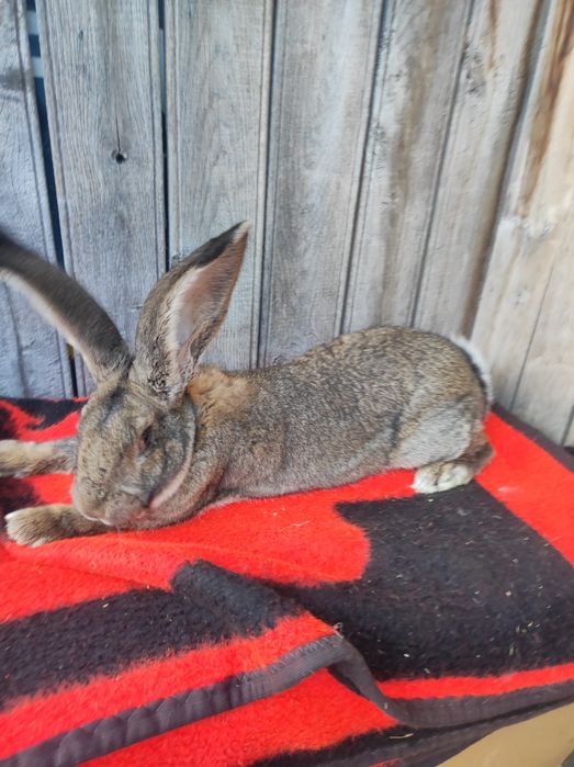 Uriaș german tineret și adulți