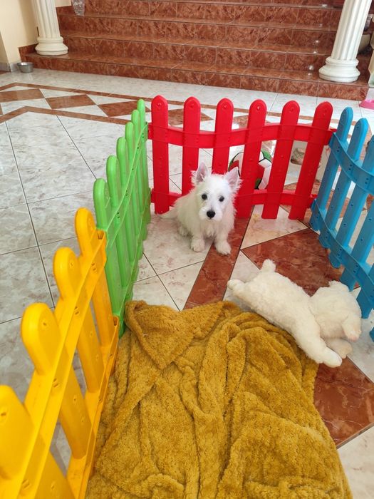 Fetiță West Highland white terrier