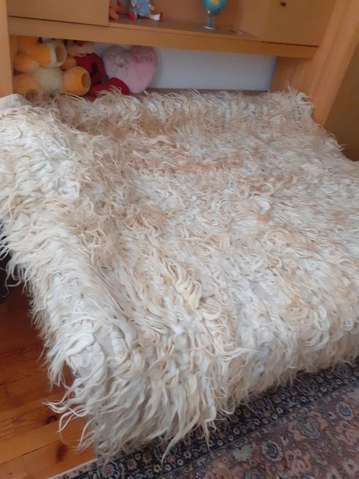 Родопски китеник (губер)