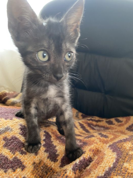 Adoptie pisicute