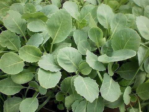 Продам рассаду капусты помидор