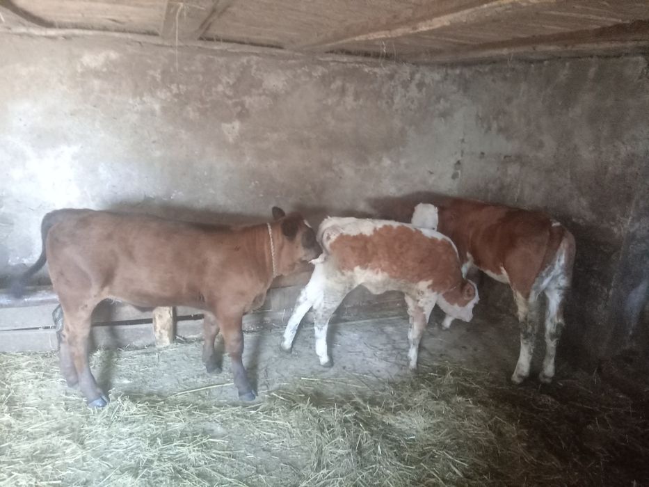 Vând 3 vițele frumoase
