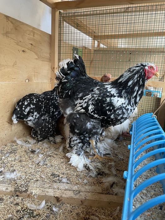 Brama Mramor 1+1 Toza Qon