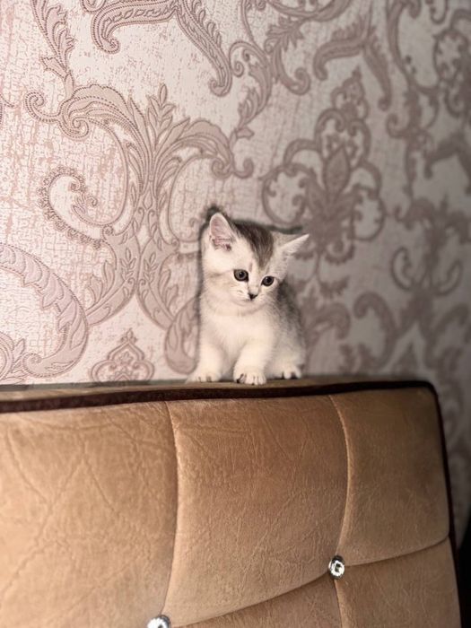 Серебристая шиншила , чистакровная парода