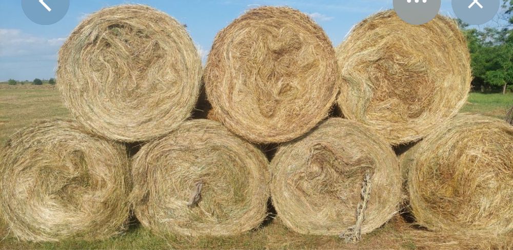 Baloti de fan rotunzi