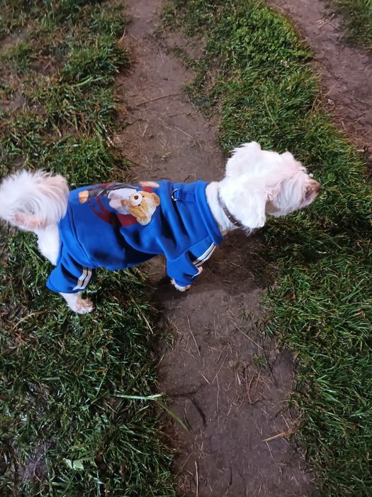 Salopete elegante pentru cătel XL