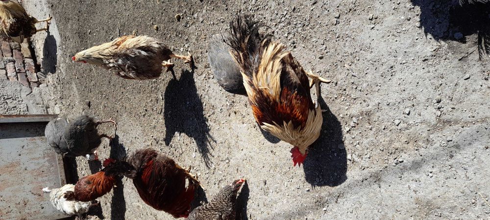 Петухи разного возраста