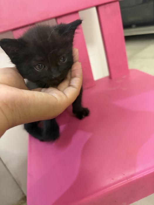Отдаю котят в добрые руки
