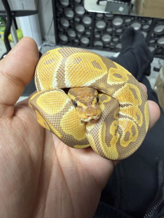 Продам королевских питонав