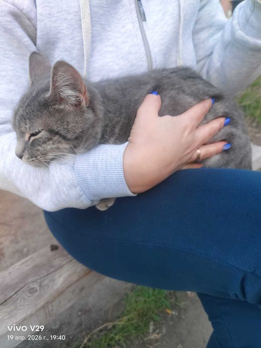 Найден котик. Чей?