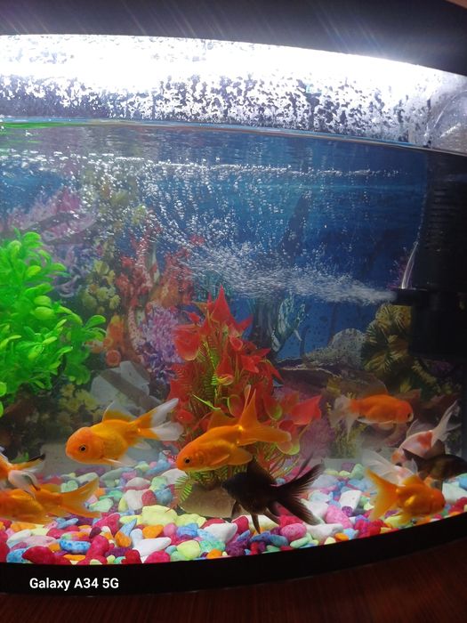 Akvarium baligi bilan yangi 700000 som