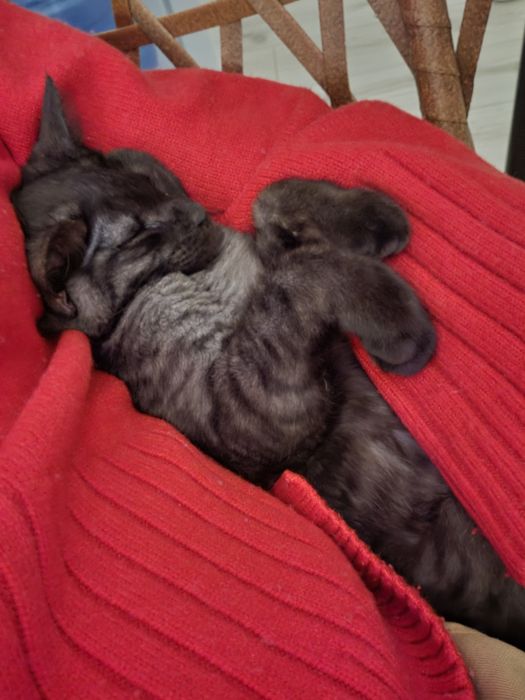 Котёнок в ответственные руки