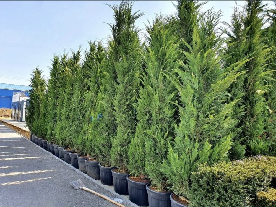 Gard viu verde vesnic din tuia leylandii cupressus