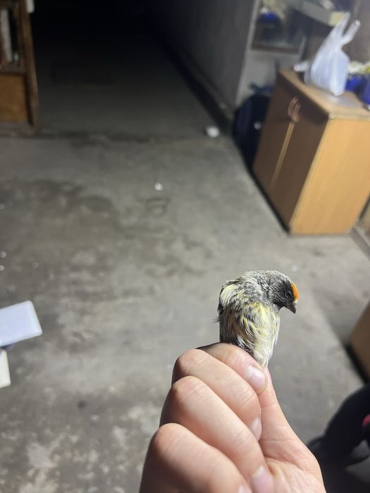 Красношапочные вьюрки