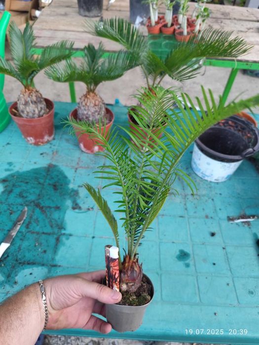 Цикас - Палма ,,