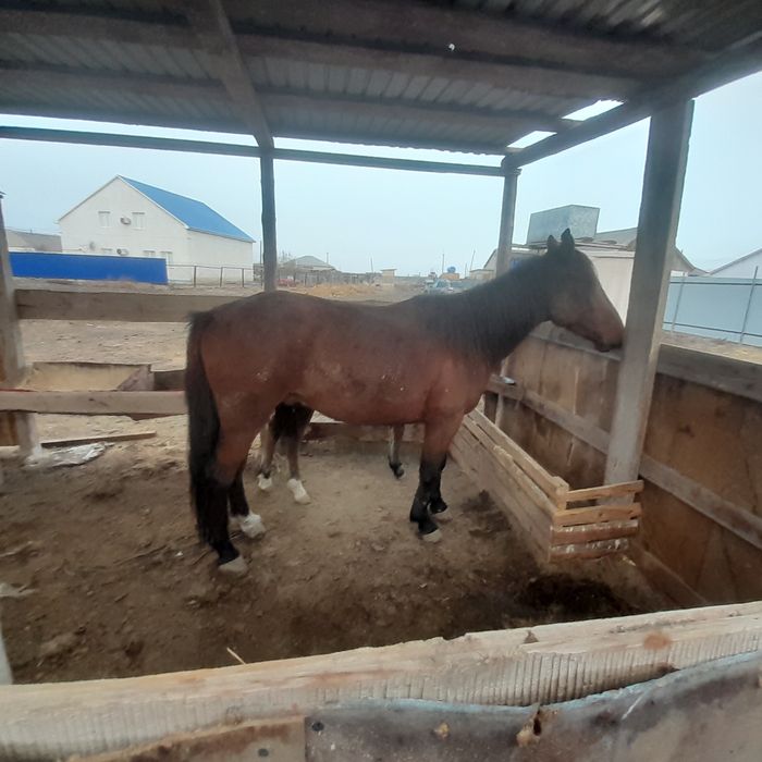 Итальяндық үлкен мүшесі порно