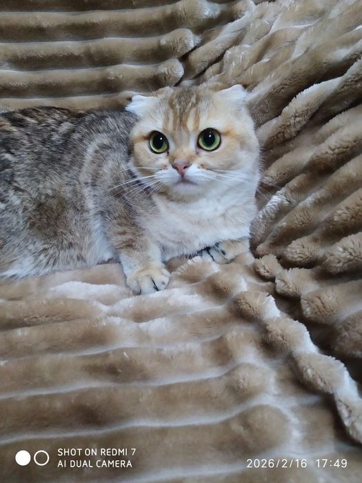 скоттиш фолд 1, 2 месяца